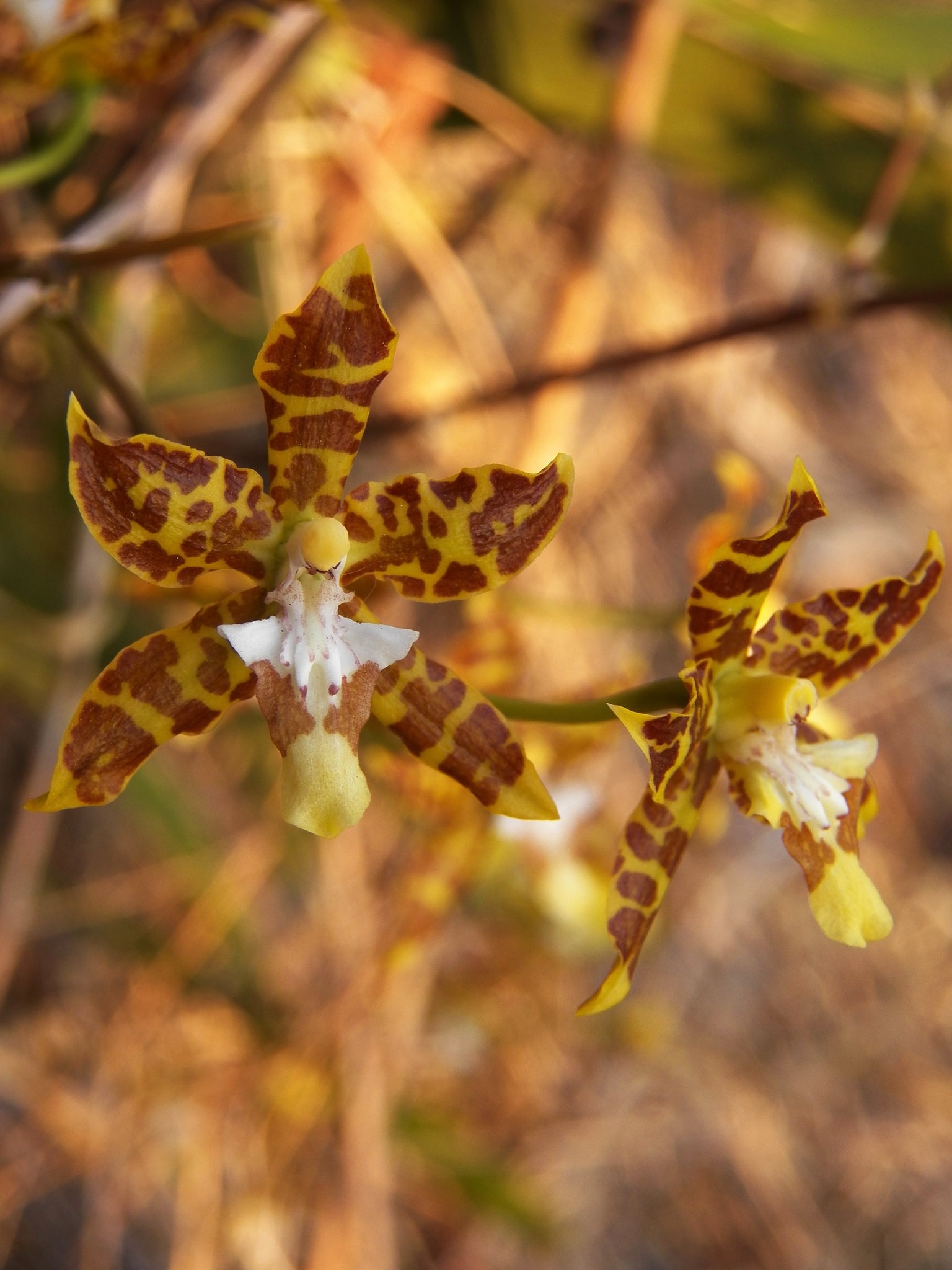 Oncidium hintonii